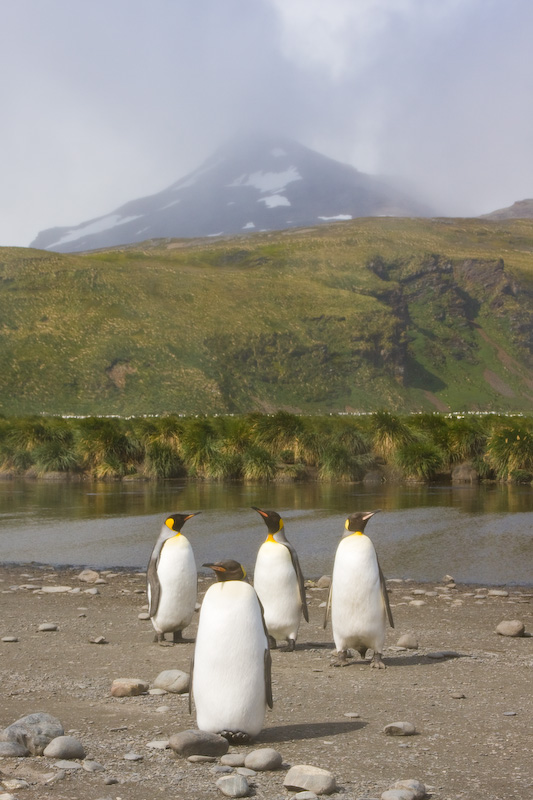 King Penguins